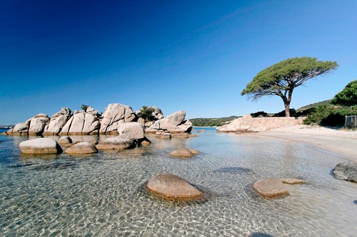 Plage de Corse-du-Sud et pin parasol